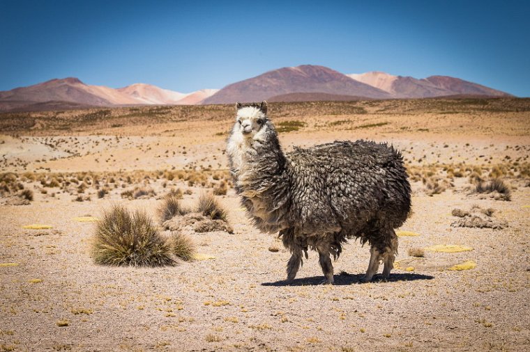 035 Lauca NP, alpaca.jpg